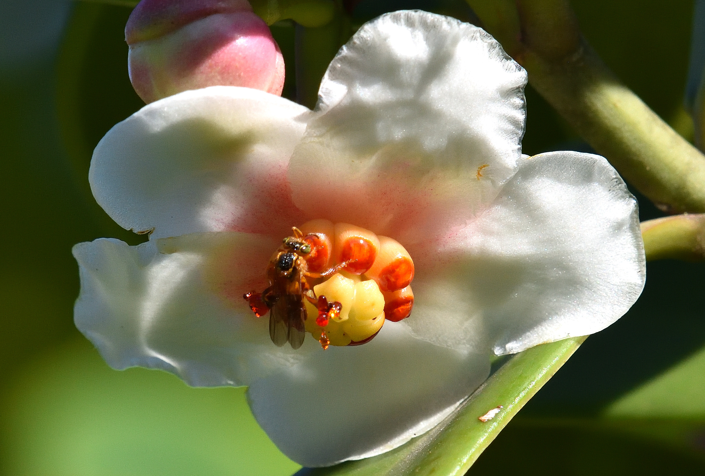 Abelha jataí - Tetragonisca angustula - Família Apidae - Hilton Cristovão