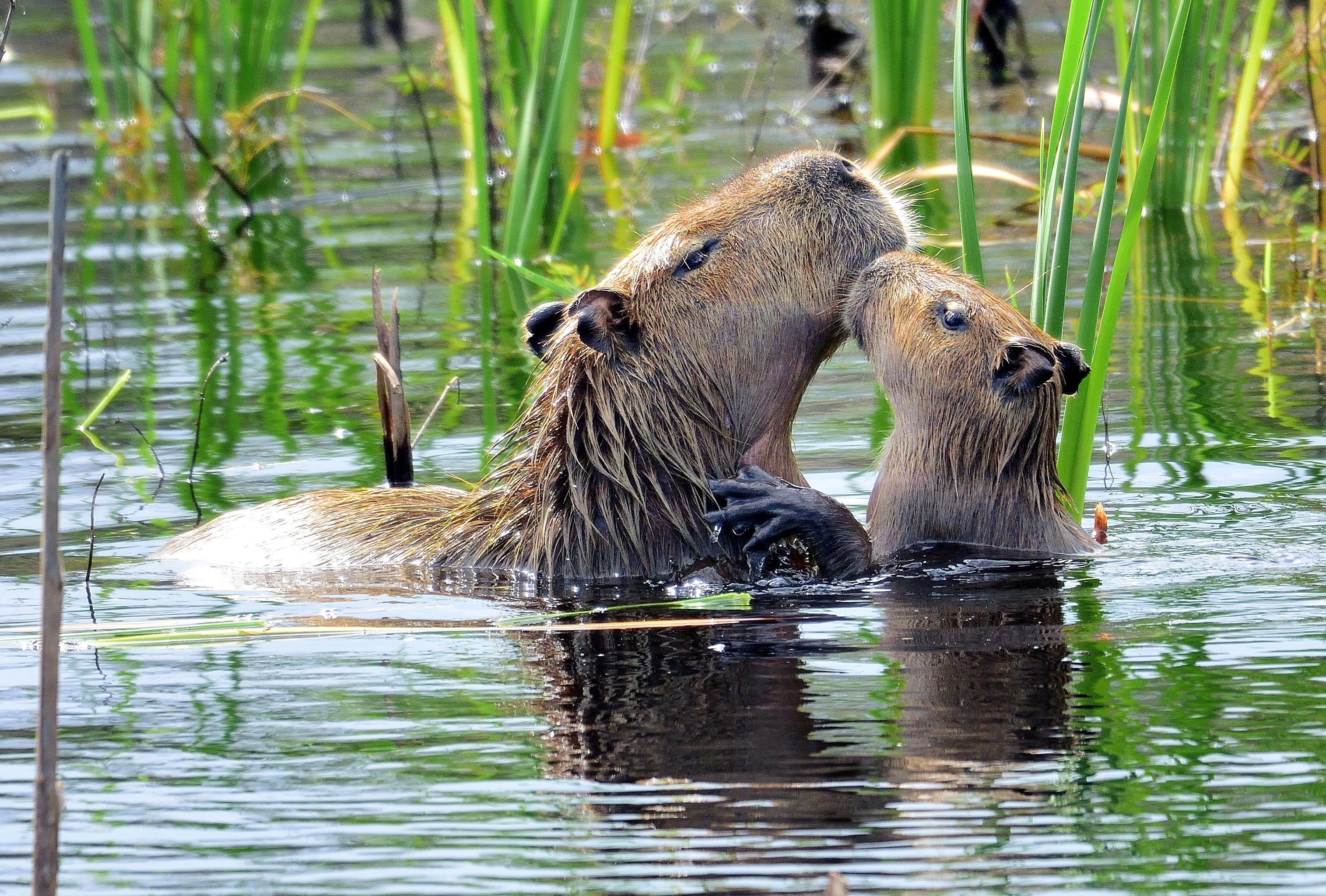 Capivara e capivarinha - Hydrochoerus hydrochaeris - Família Caviidae DSC_7461-1
