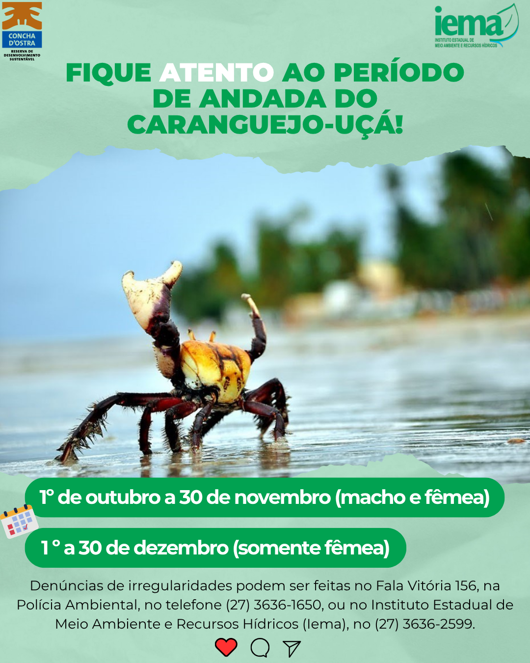 Cópia de Fique atento ao período de andada do caranguejo- uçá!