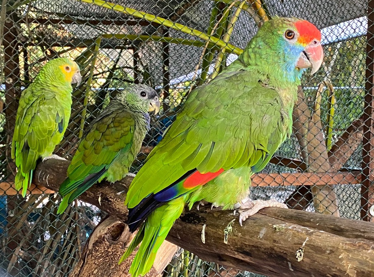 Papagaios - resgate (3)