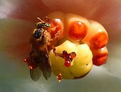 Abelha jataí - Tetragonisca angustula - Família Apidae - Hilton Cristovao