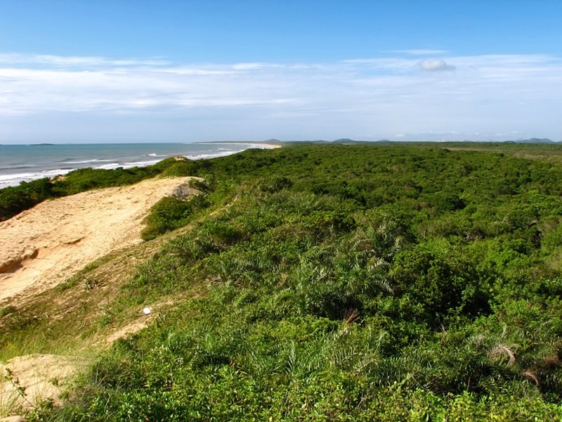 Restinga: a vegetação do litoral