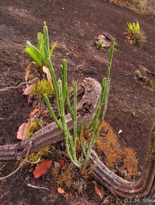 Euphorbia holochlorina
