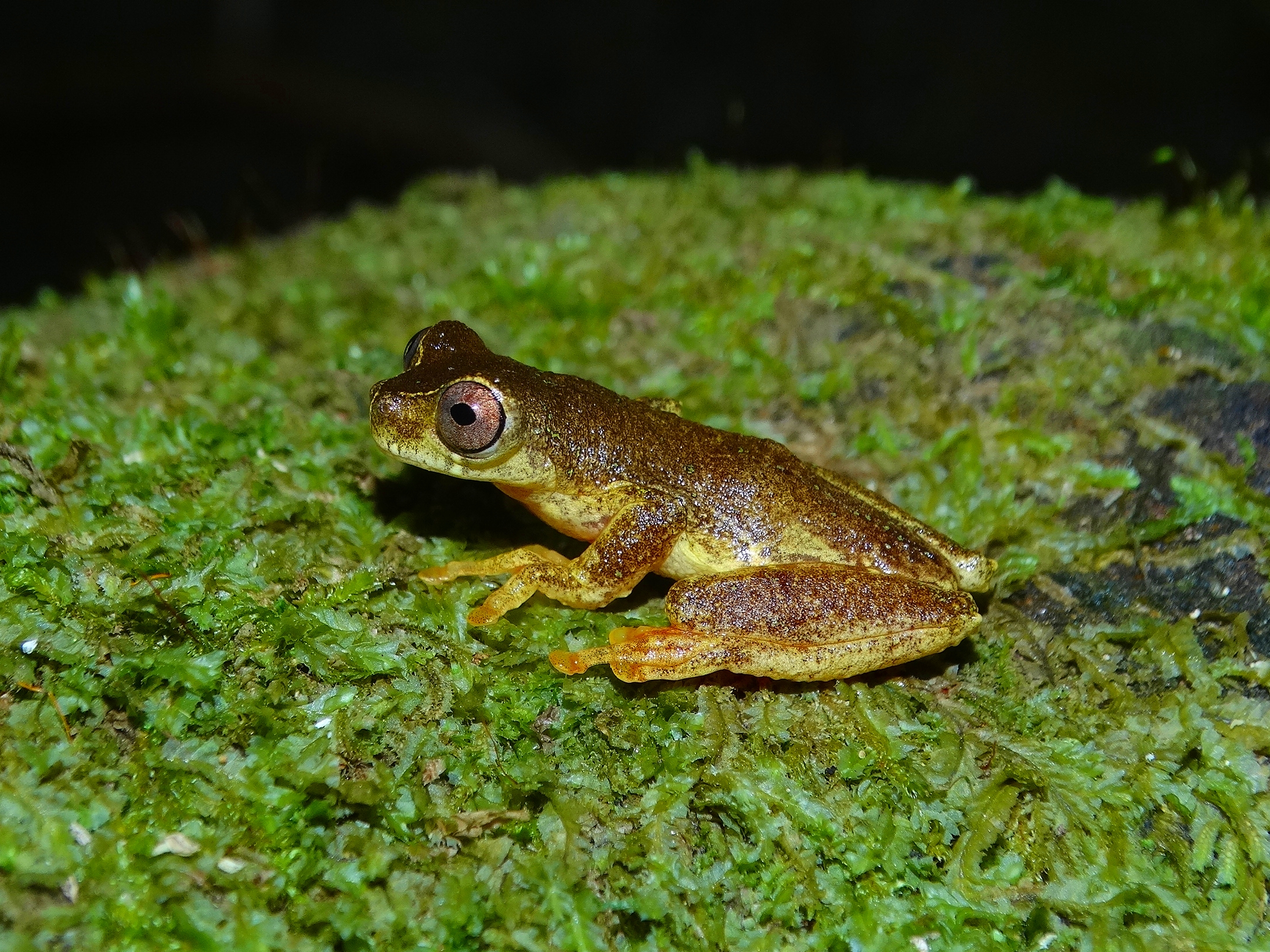 Dendropsophus ruschii (1)