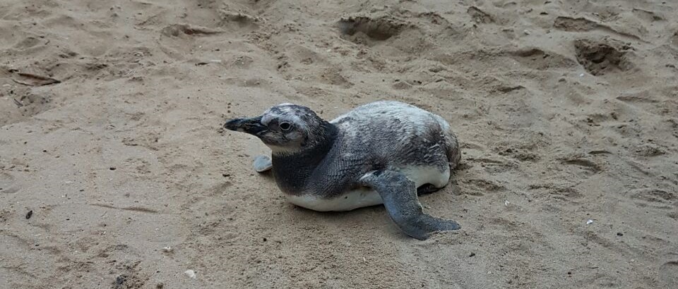 pinguim Ipram