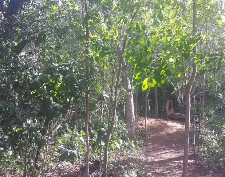 trilha cortada