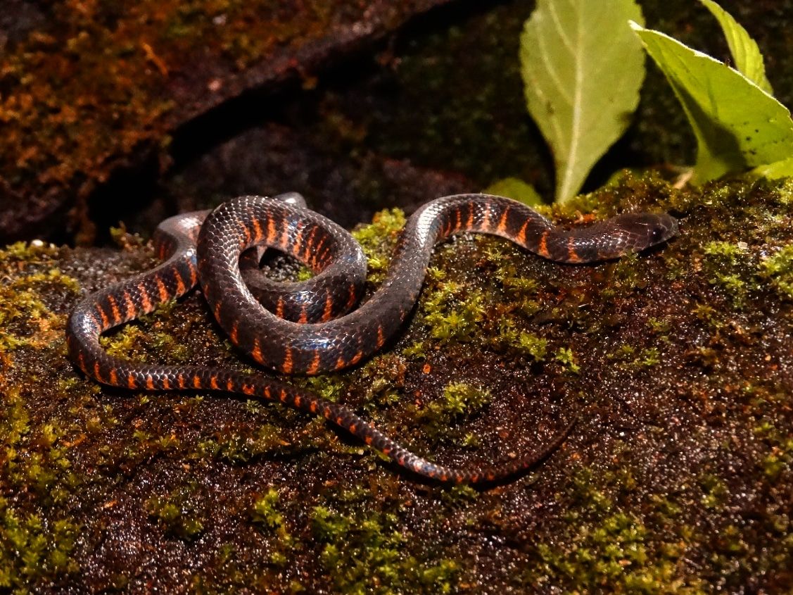 Oxyrhopus clathratus (1) (1)