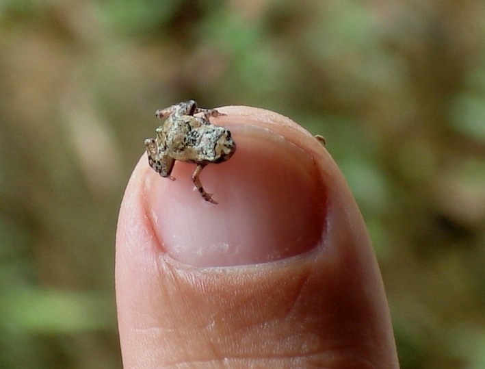 Brachycephalus_didactylus_Renata_Pagotto
