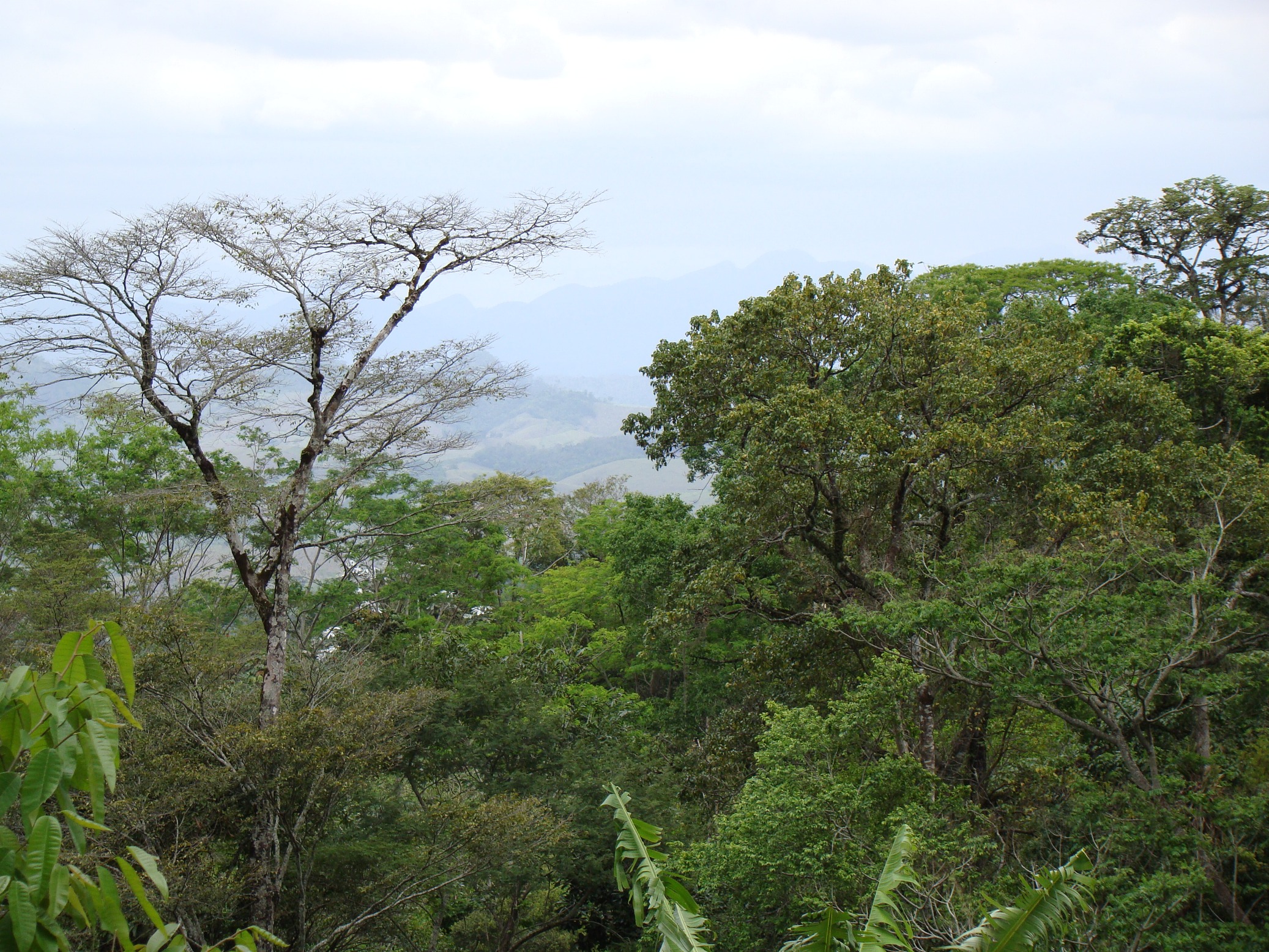 floresta