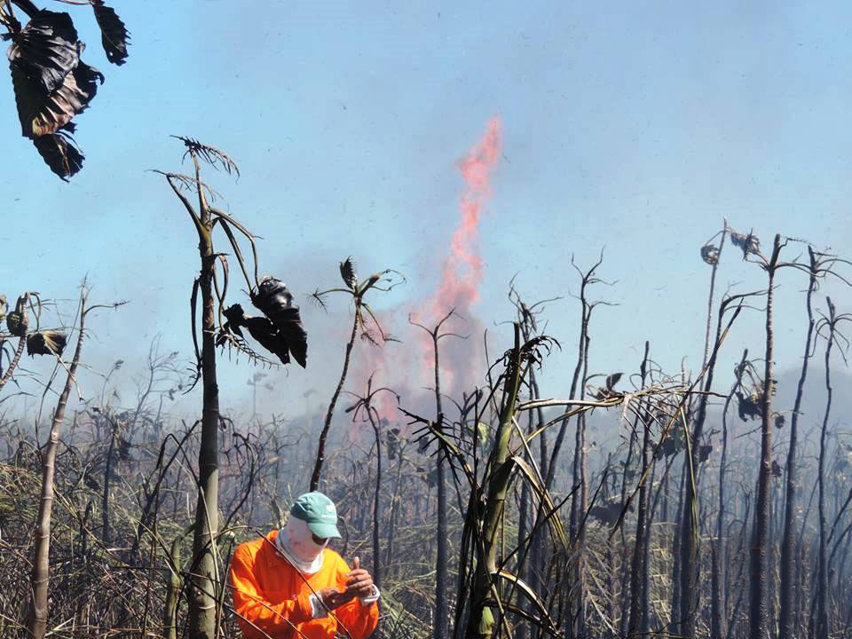 incendiopei