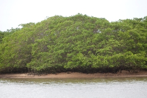 manguezalcacalima