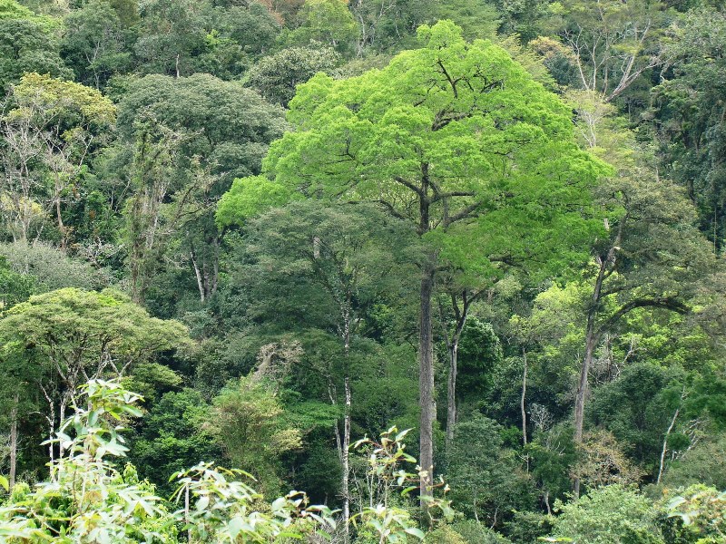 pemf_coberturaflorestal