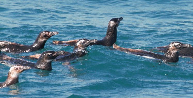 pinguim