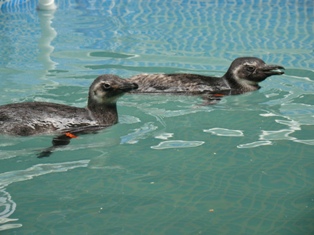 pinguimuruguai
