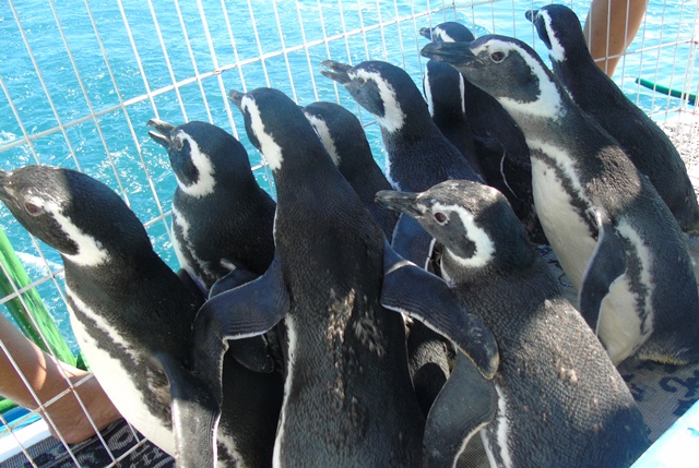pinguins1
