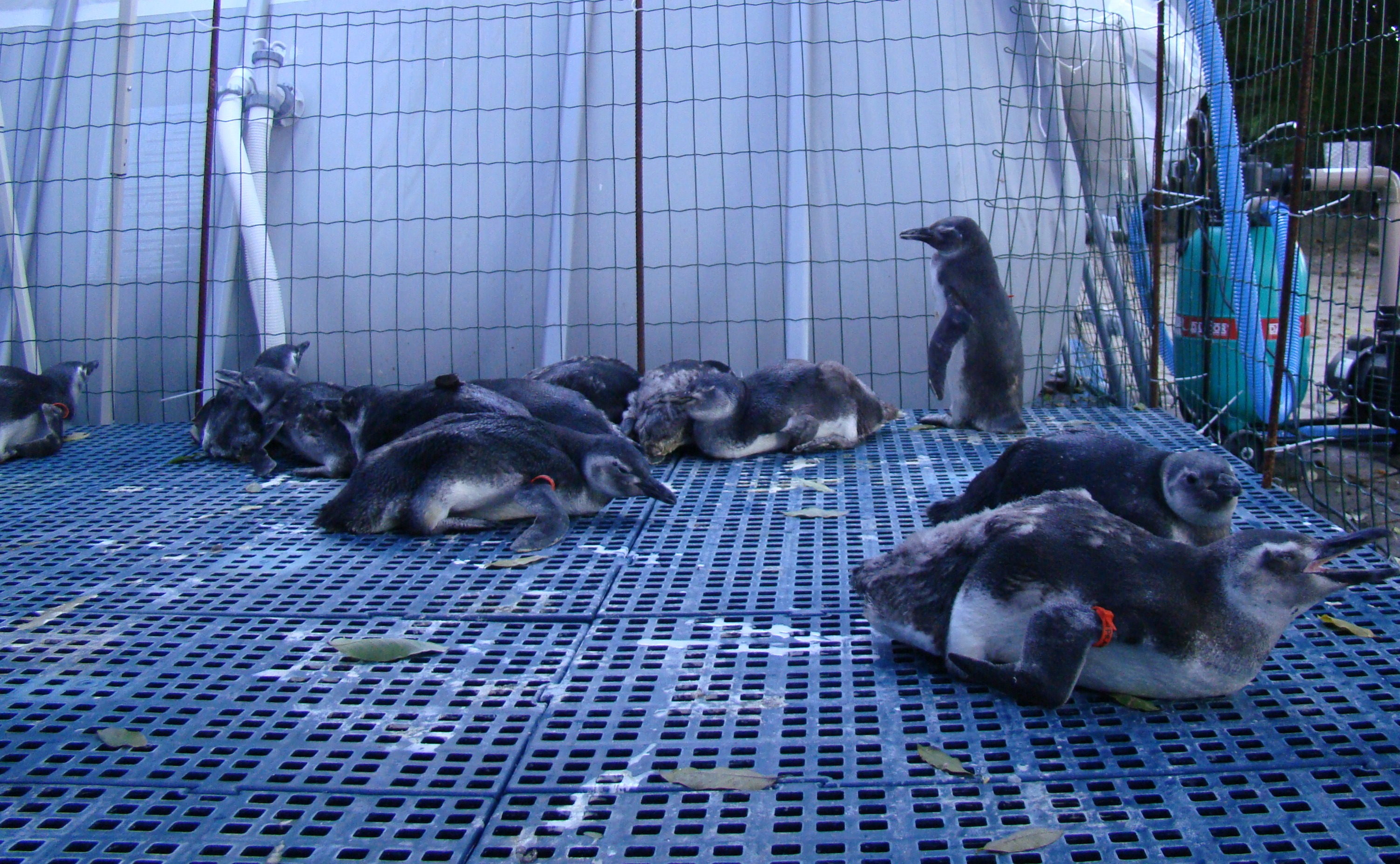 pinguins_no_iema_credito_vilrangeltodos