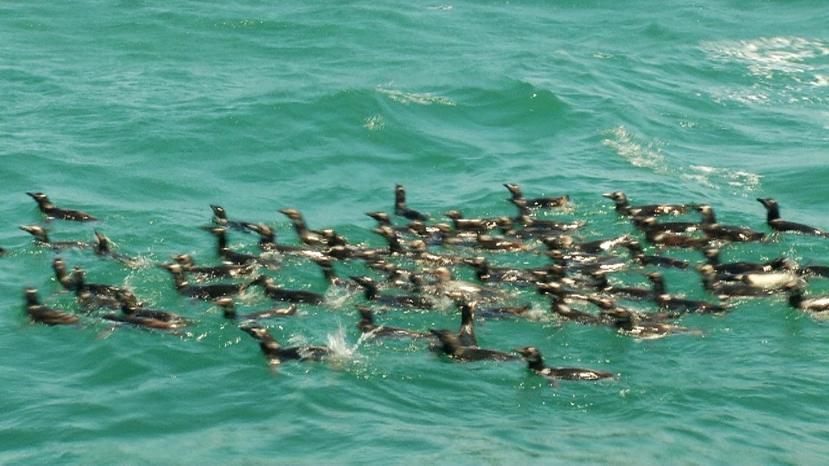 pinguinsmar_jucutuquarafilmes