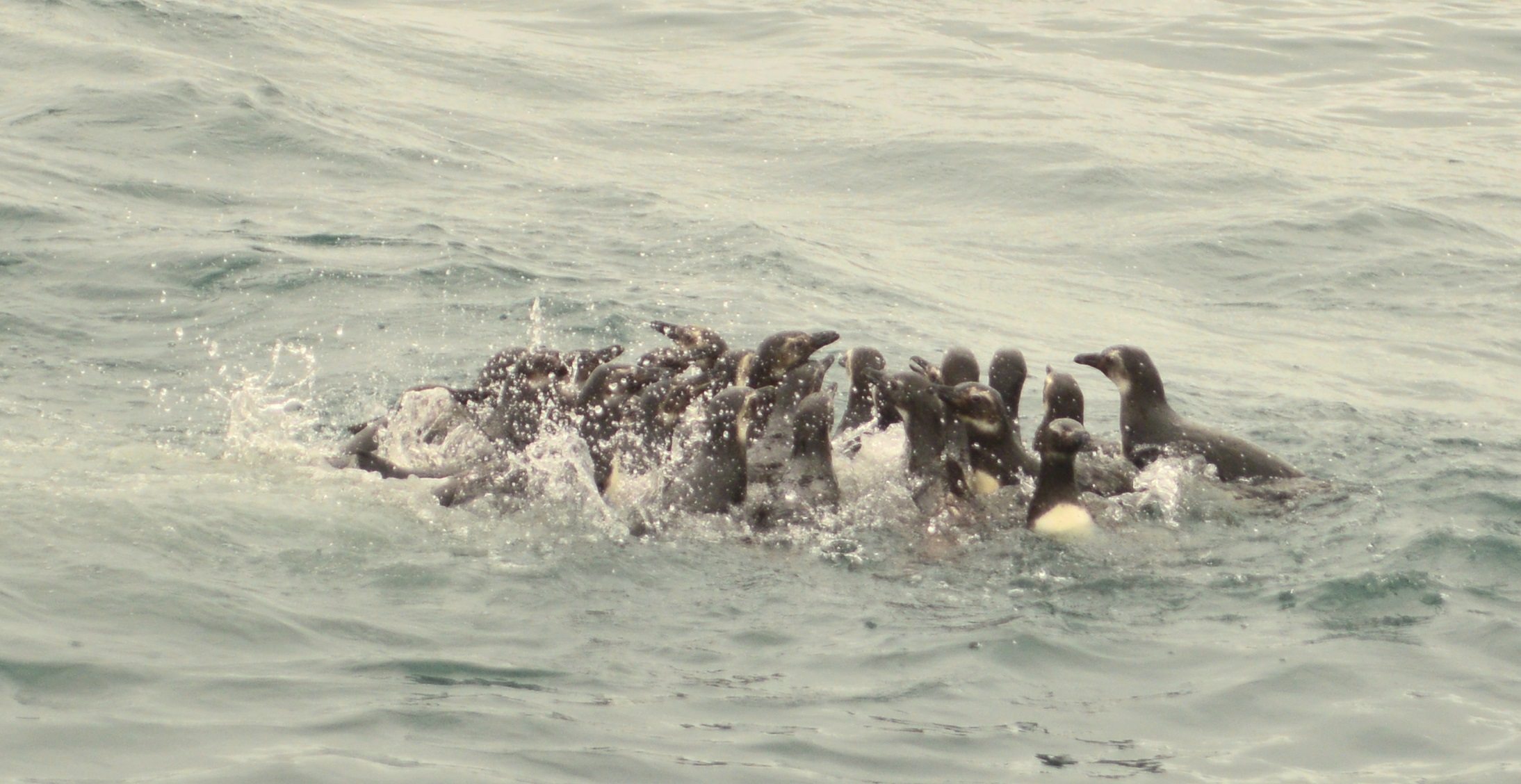 pinguinsoltos