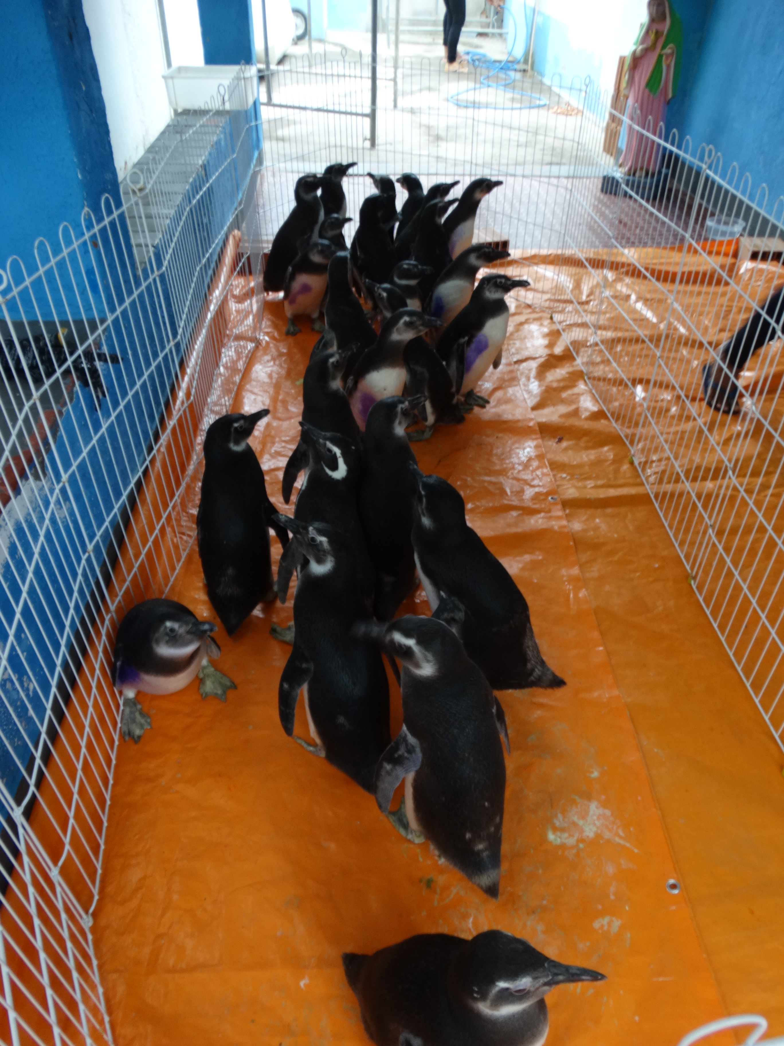 pinguinsoltosemred