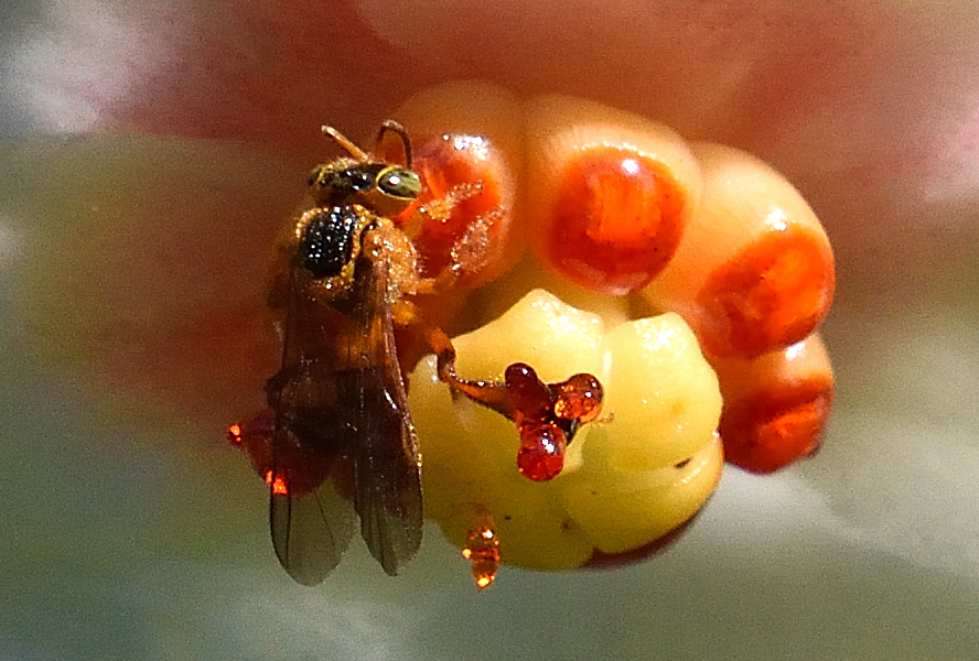 Abelha jataí - Tetragonisca angustula - Família Apidae - Hilton Cristovao