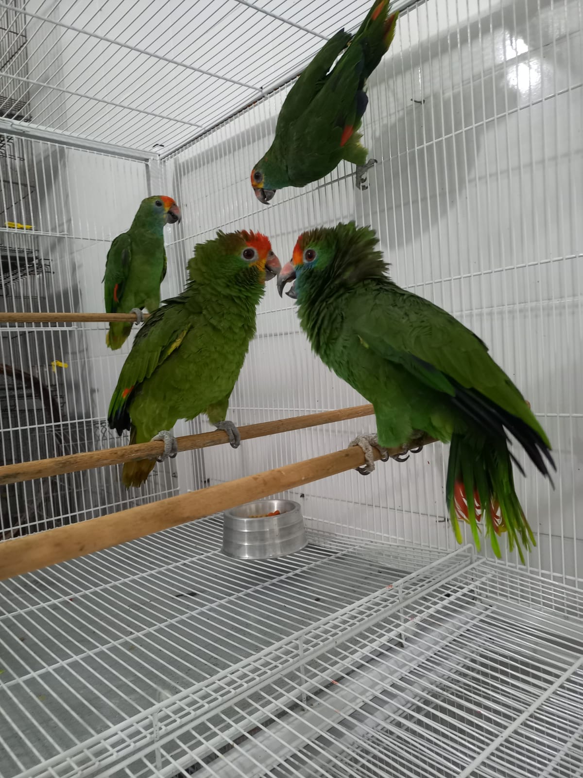 Aves SP (1)