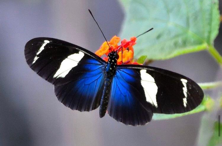 Borboleta - PEPCV - Hilton Cristovão