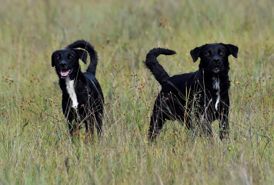 Cão feral - Canis lupus familiaris - Família Canidae DSC_7874
