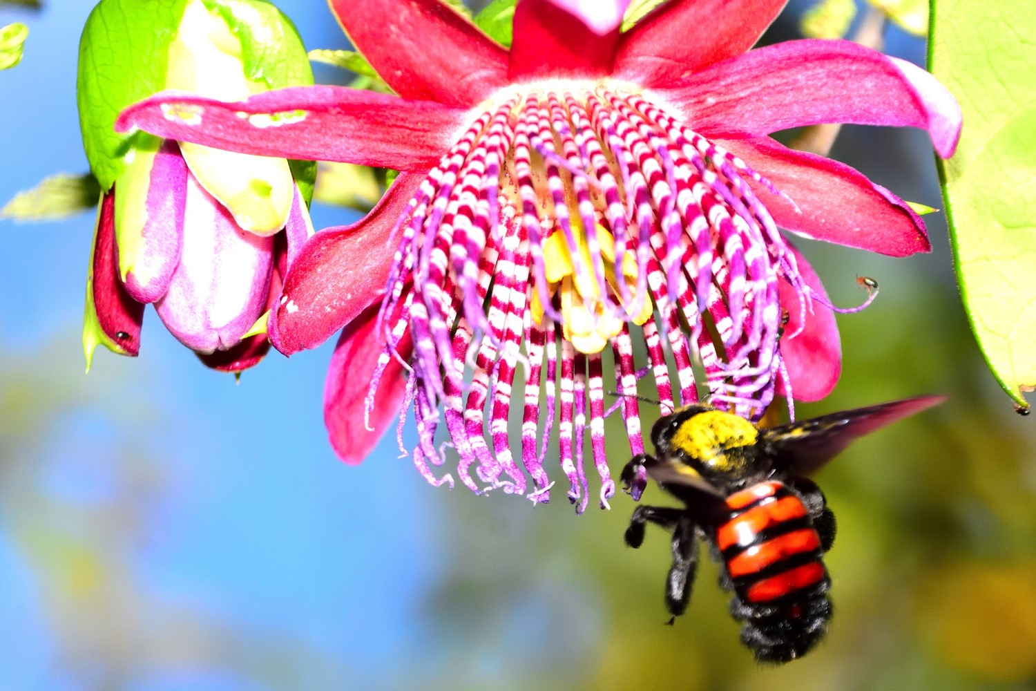 PEPCV - Abelha mangagá em flor de maracujá-estrela-do-mato - Hilton Cristovao