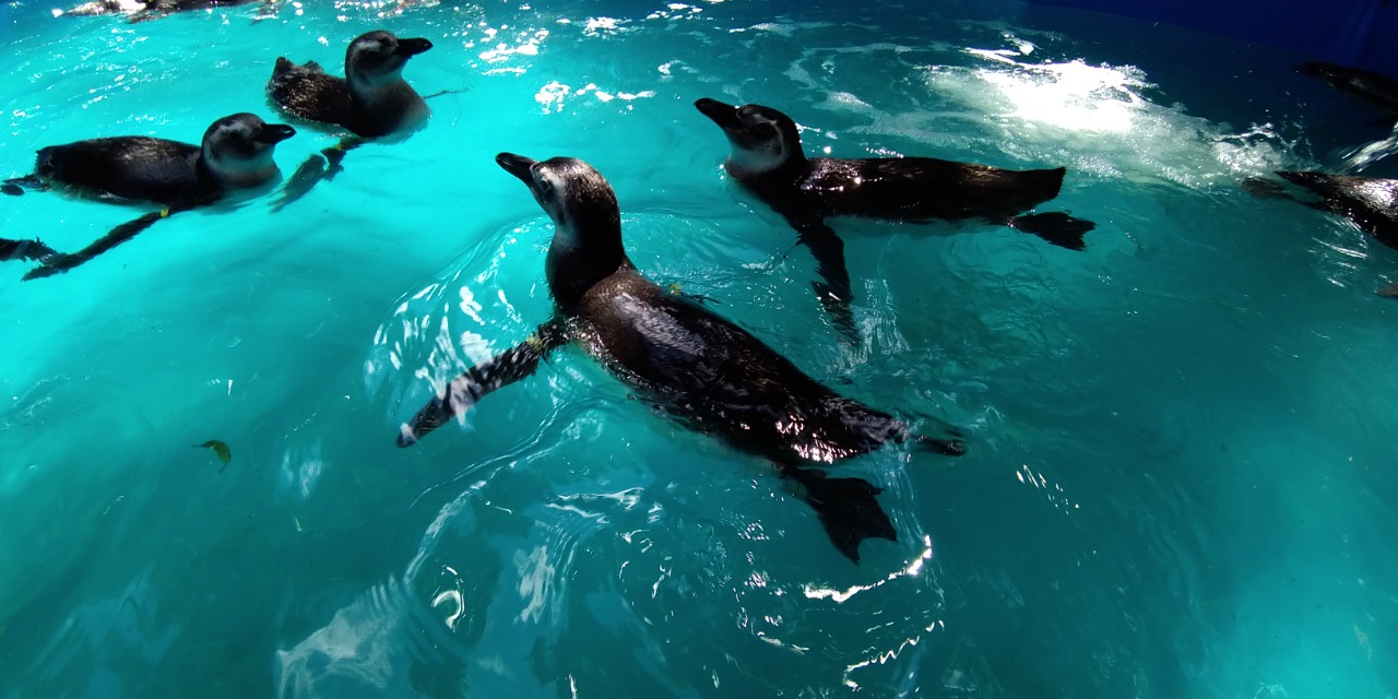 Pinguins - Ipram (6)