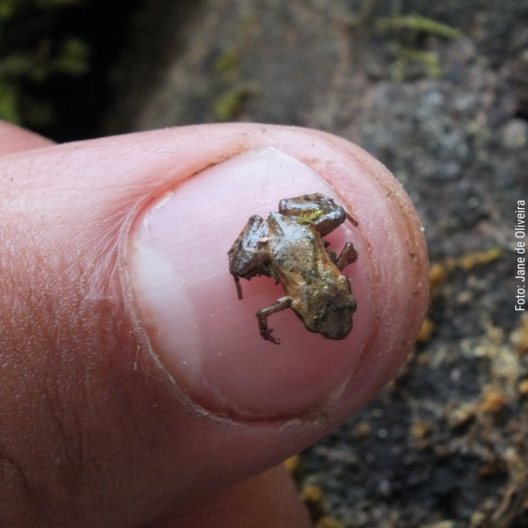 Sapo-Pulga (Brachycephalus didactylus) ocorre tb no RJ -  mas no  ES -  apenas no Monast - Jane  Oliveira-1