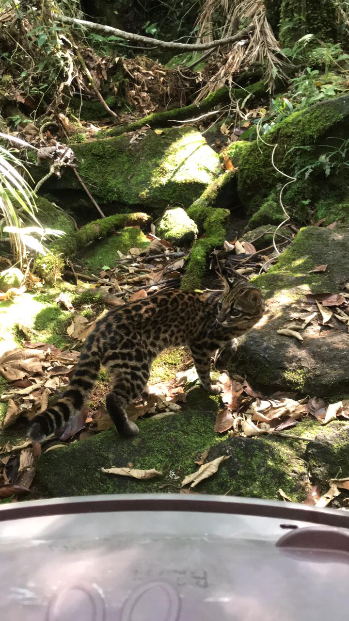 Soltura Gato do Mato - Renata Hurtado - Ipram (2)