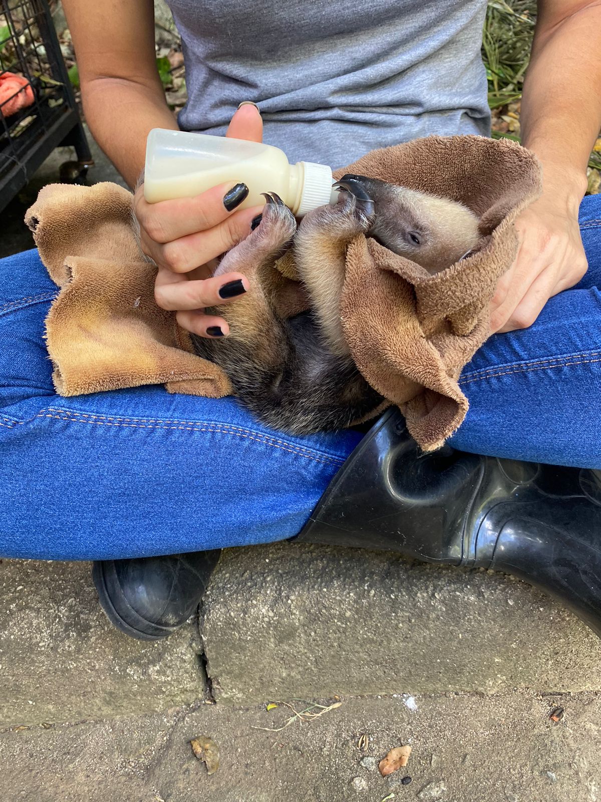 Iema prorroga prazo para participar de chamamento público de Centro de Triagem e Reabilitação de Animais Silvestres (Cetras)