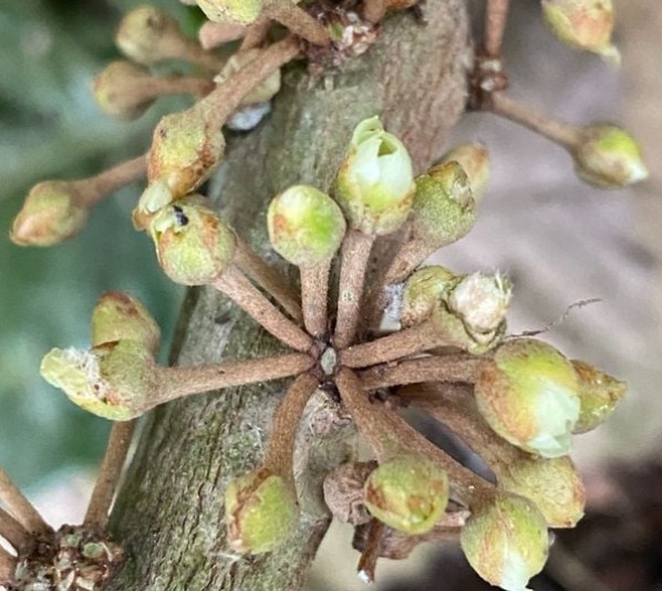 ‘Fruta-do-imperador’: árvore rara e ameaçada de extinção é encontrada na Reserva Biológica Duas Bocas