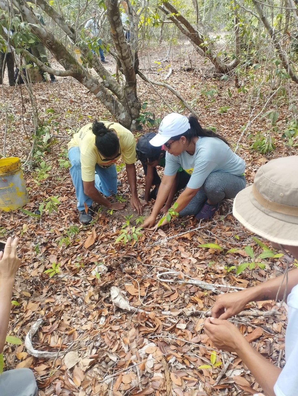 Plantio de mudas é realizado no Parque Estadual de Itaúnas