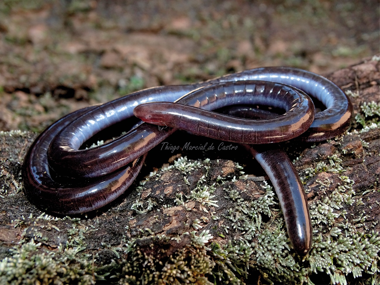 Iema_Luetkenotyphlus fredi