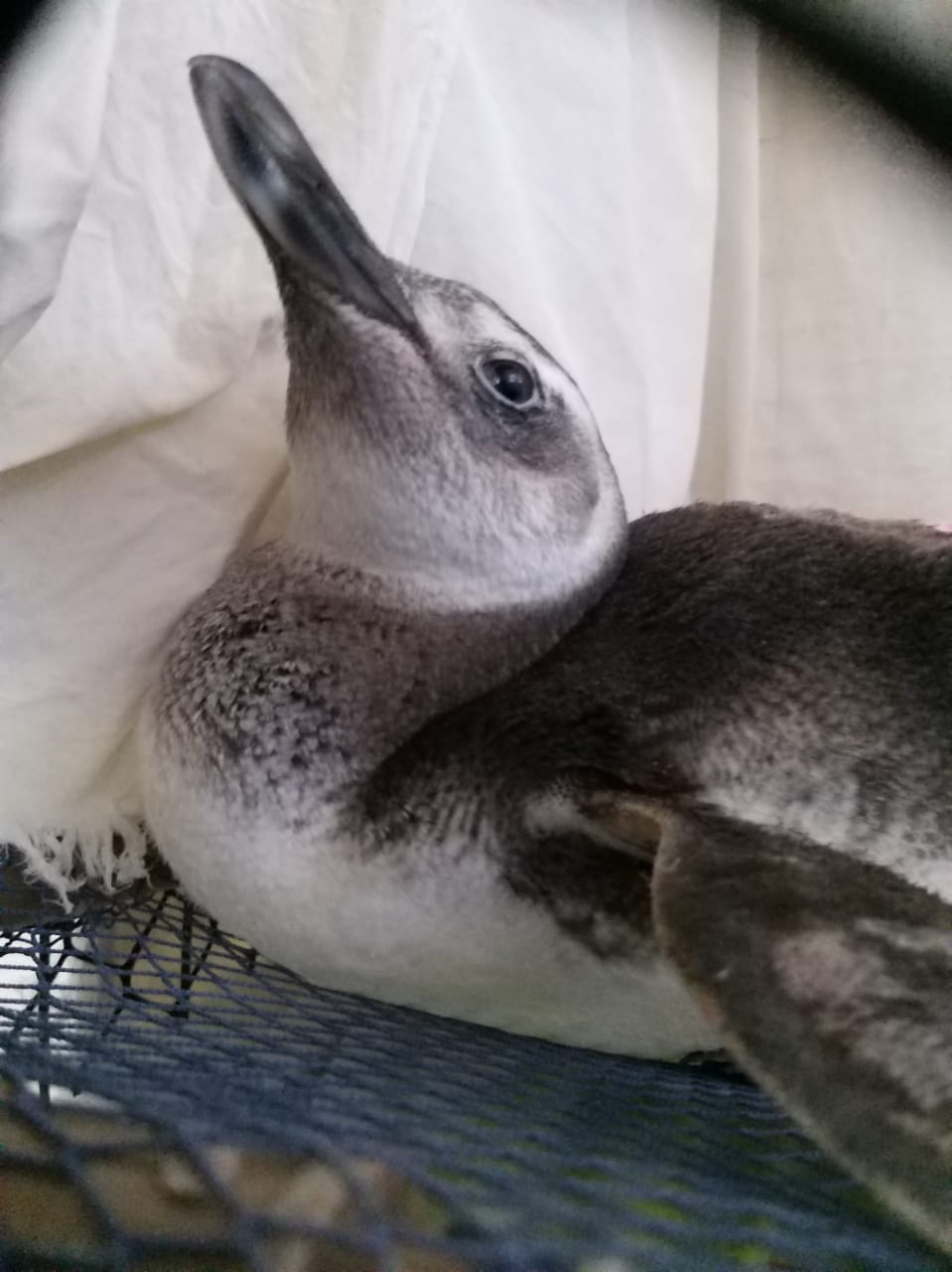 Iema_pinguim_Ipram (3)